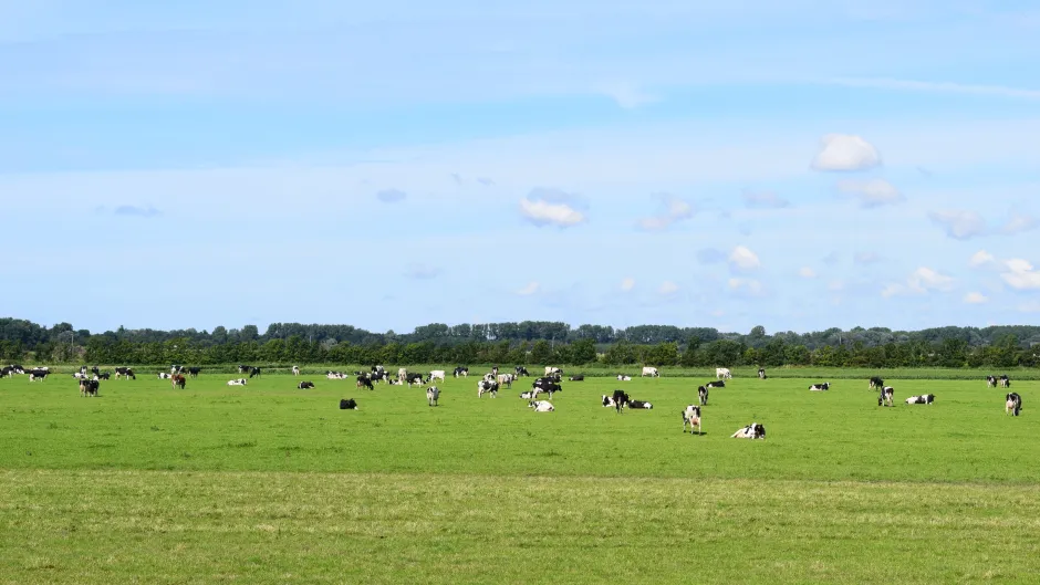 Rubrik_Landwirtschaft_c._M._Bossmann.JPG